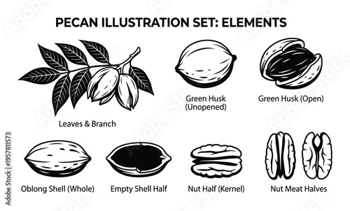 Pecan nut illustration set with green husk shells and meat halves