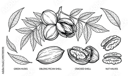 Pecan nuts with green husks, oblong shells, cracked shells, and nut halves hand-drawn sketch set