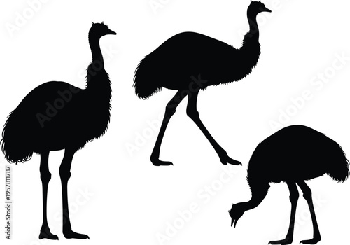 Ostrich and emu silhouette collection featuring black and white vector illustrations of flightless birds in various standing and walking poses isolated on white background