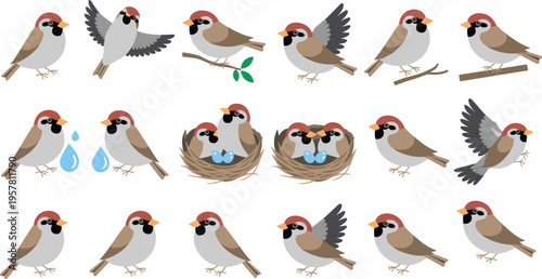Set of Eurasian Tree Sparrow Vector Illustrations Featuring Birds Flying Resting on Branches Nesting with Eggs Drinking Water and Various Cute Avian Poses
