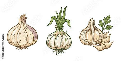 Set of garlic bulbs and cloves hand drawn illustration on transparent background