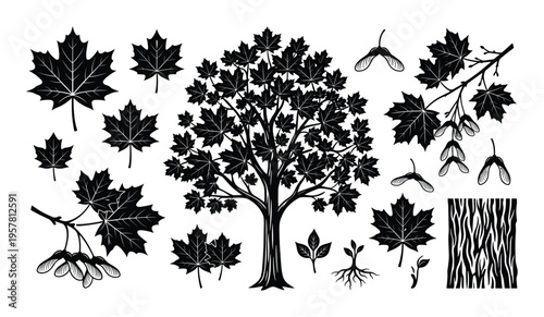 Set of maple tree and leaf elements in black silhouette on transparent background
