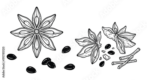 Star anise spice illustration with whole pods, broken pieces and seeds, isolated on transparent background