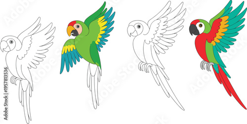 Colorful cartoon macaw parrot set featuring flying tropical birds in both full color and black and white line art for kids coloring pages.