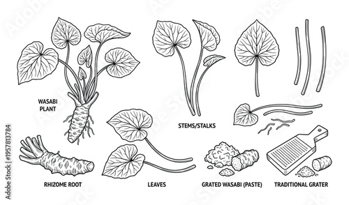 Wasabi plant anatomical botanical illustration with rhizome root leaves stems and traditional grater tool