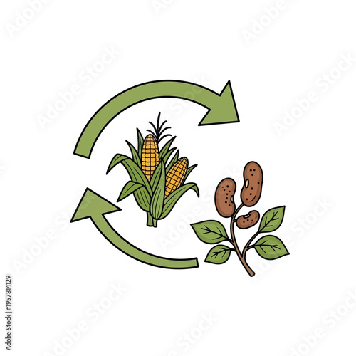 Soybean and corn crop rotation.