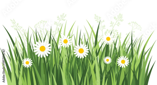 Fresh Green Grass with White Daisy Flowers Illustration on White Background