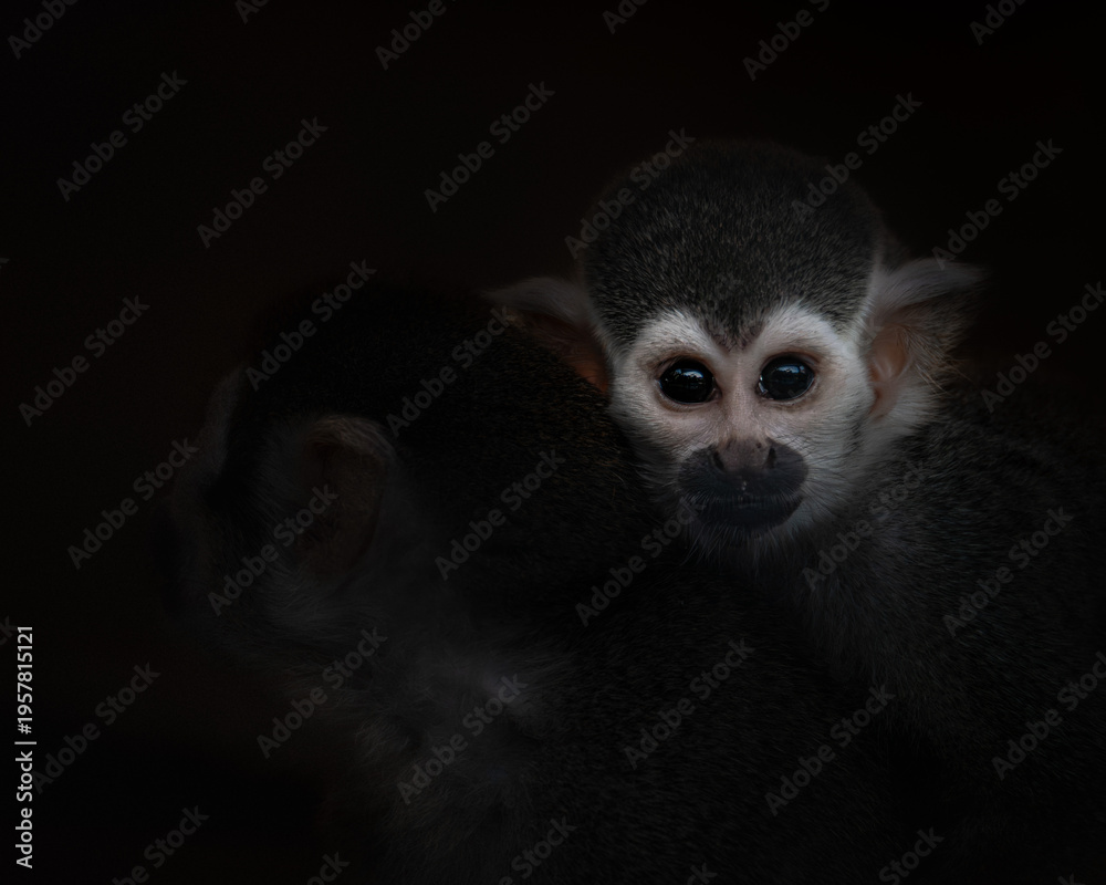 Obraz premium A young squirrel monkey resting closely against another, captured in soft low light.