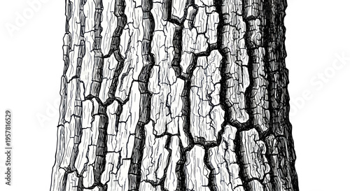 Detailed close-up of rough tree bark texture, isolated on white background, black and white illustration