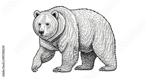 Grizzly Bear Illustration - Detailed Black and White Sketch of a Powerful Ursus Arctos Horribilis