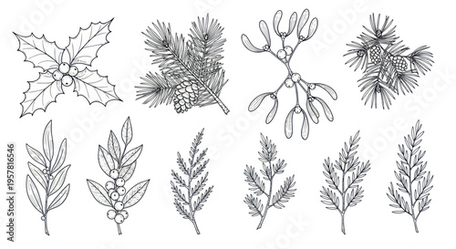 Hand-Drawn Christmas Botanical Elements: Holly, Pine, Mistletoe, Fir Branches
