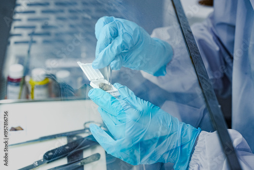 Obraz na płótnie Close-up of scientist hands in gloves using forceps to place tissue sample into cassette