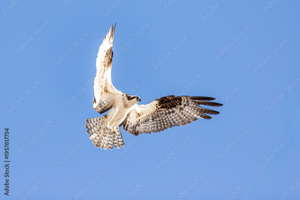 Fototapeta premium A wild Osprey (Pandion haliaetus) soars above the iconic Huntington Beach coastline in Southern California, a majestic raptor patrolling the Pacific shore on a clear day.