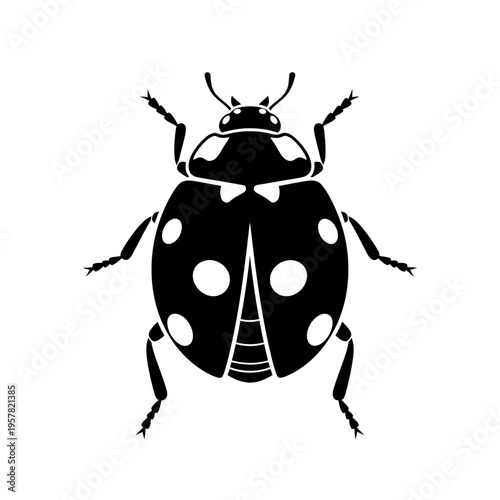 Black and white ladybug insect illustration.