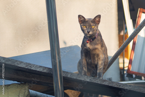 Cat sitting on the stairs and looking at the camera in the city