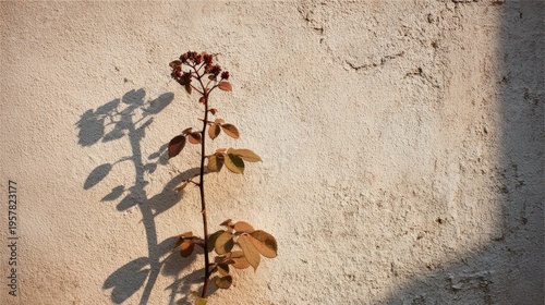Single Plant Casting a Long Shadow on a Wall Under Strong Light With a Clean Aesthetic