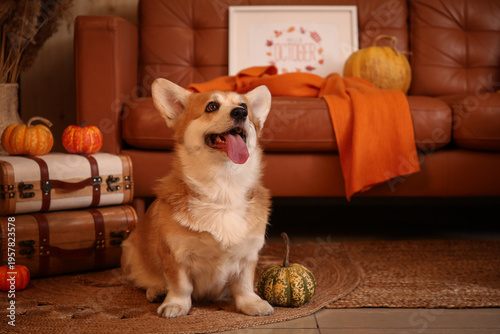 Cute Corgi dog with pumpkins lying on floor at home