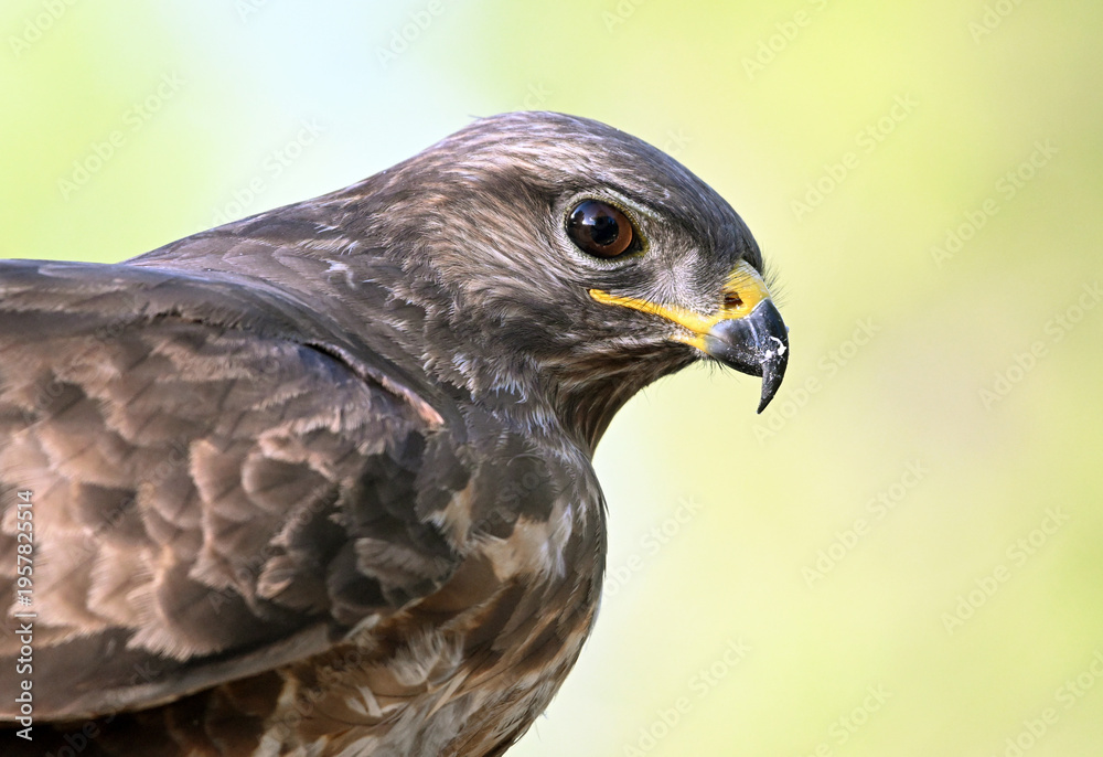 Fototapeta premium a portrait of a common buzzard in the wild