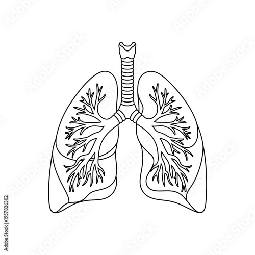 Anatomical illustration of human lungs, trachea, and bronchial tree in black and white.