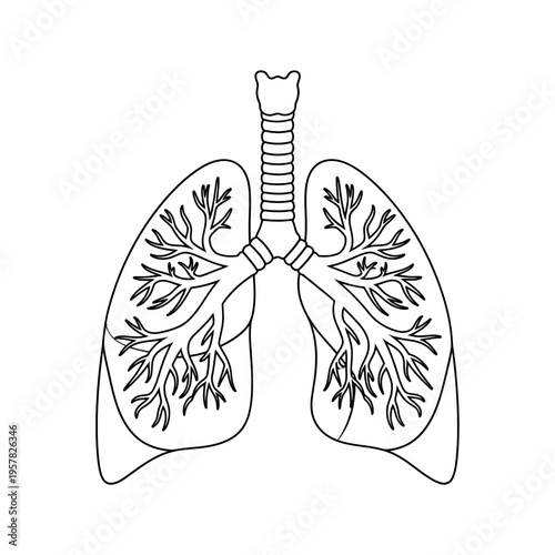 Anatomical illustration of the human lungs, trachea, and bronchial tree in black and white.