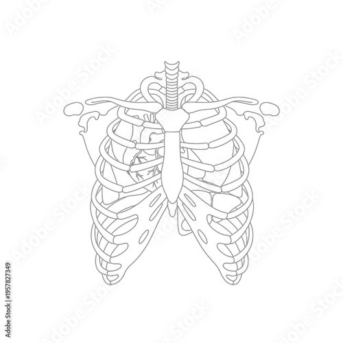 Detailed illustration of a human rib cage, perfect for medical and educational use.