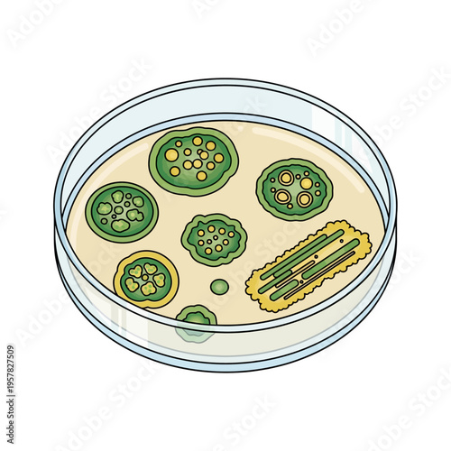 Illustration of a petri dish with bacteria and microorganisms growing inside.