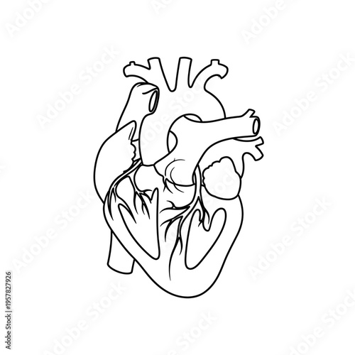 Detailed black and white illustration of a human heart isolated on white background.