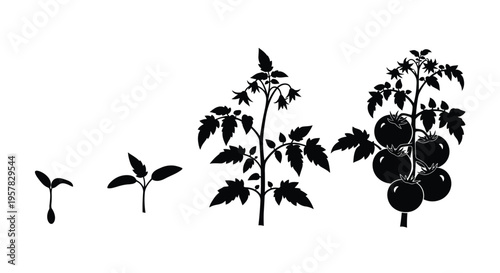 Tomato plant growth stages illustrated as a black silhouette