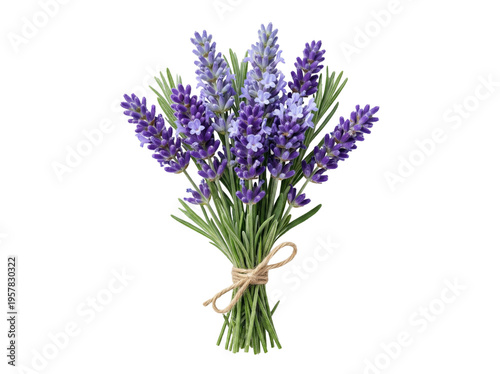 Title: Bouquet of Fresh Lavender Flowers Tied with Twine Isolated