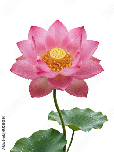 Blooming Pink Lotus Flower with Green Leaves and Dew Drops Isolated
