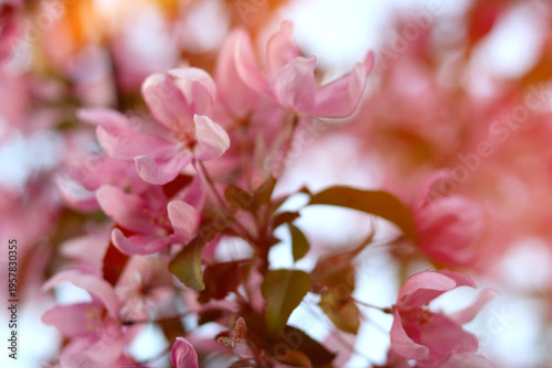 Delicate pink apple blossoms in full bloom at spring.
