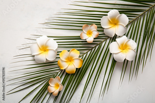 Beautiful plumeria flowers ...
