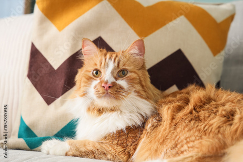 Cute fluffy cat lying on co...
