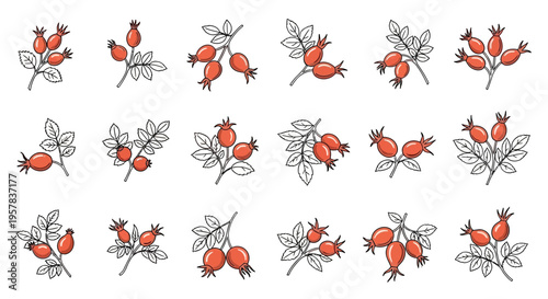 Rose hip illustrations with red berries and green leaves on white background