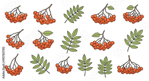 Rowan berries and leaves illustration vector botanical elements design