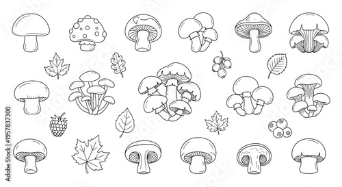 Various mushroom illustrations with leaves and berries in black and white