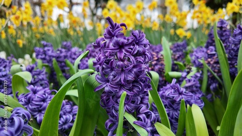 Purple Hyacinths bloom in the Centennial Park Conservatory.