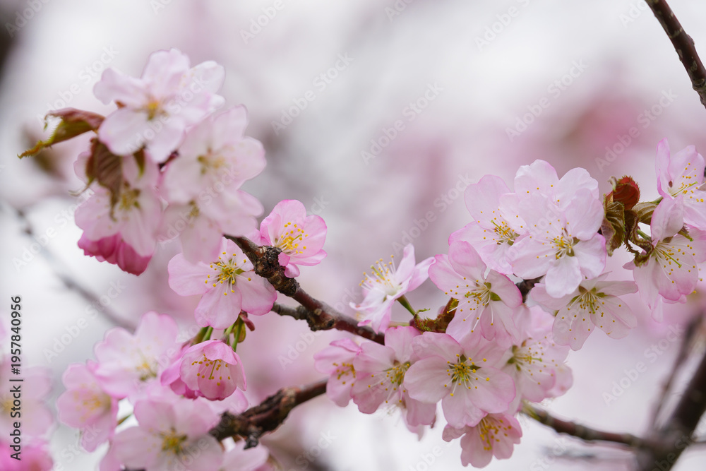 Fototapeta premium 満開の桜