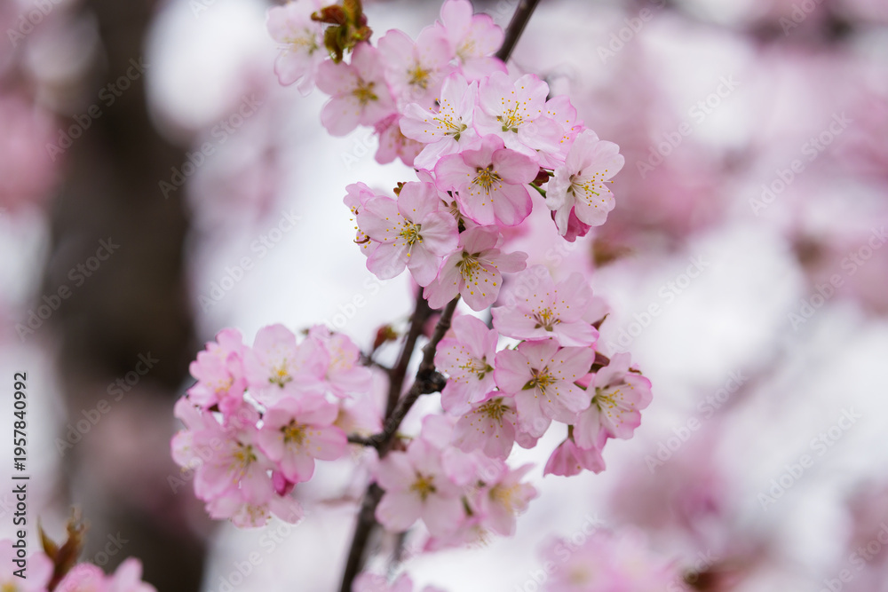 Fototapeta premium 満開の桜