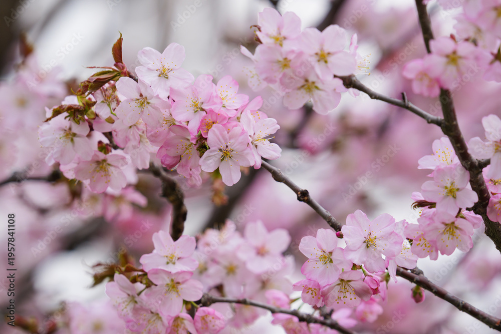Fototapeta premium 満開の桜