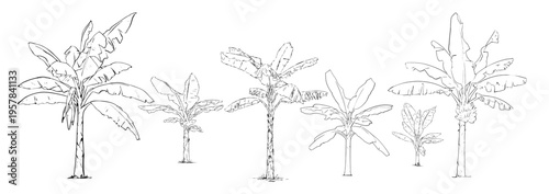 Set of Banana Tree Hand Drawn Botanical Illustration Line Art
