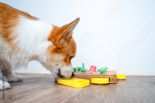 Bild auf Leinwand Corgi sniffing a wooden dog puzzle toy with colorful sliding pieces on a laminat
