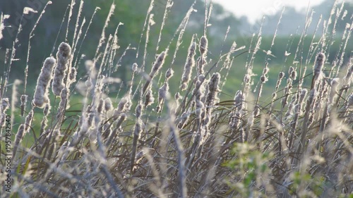field of cattail reeds fluffy blowing against sunset light