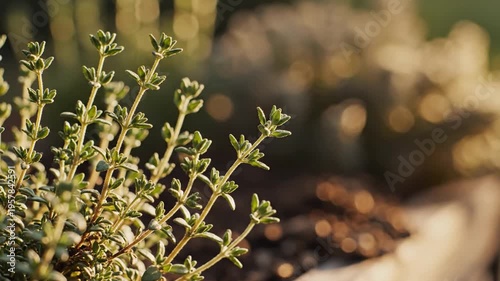Delicate Thyme Sprigs Swaying Gently in a Warm, Sun-Dappled Breeze