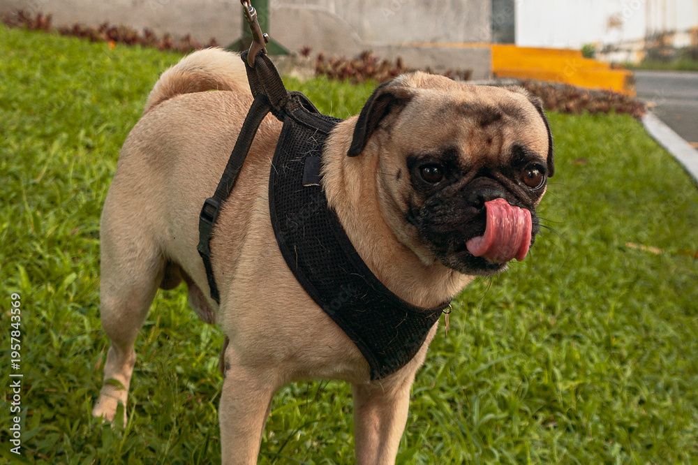 Obraz premium Funny pug dog licking its nose in a park.
