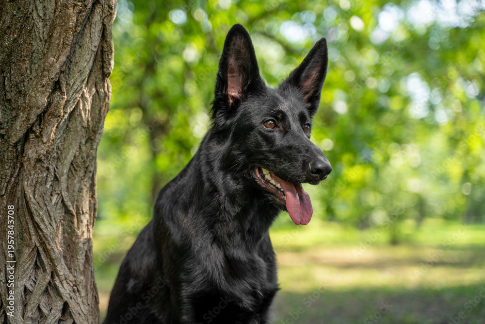 Fototapeta premium Side profile portrait of a black german shepherd dog with upright ears and tongue out, sitting close to a rough tree in a leafy park, warm daylight on shiny fur with blurred green background