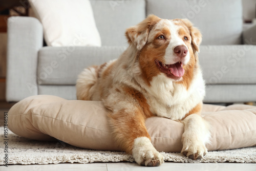 Adorable Australian Shepher...