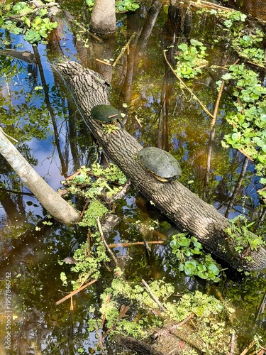 Two turtles sitting on a fallen log over the water