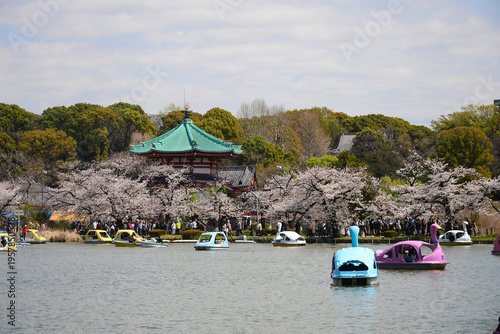 Photography Swan pedal boats at Ueno park, Tokyo