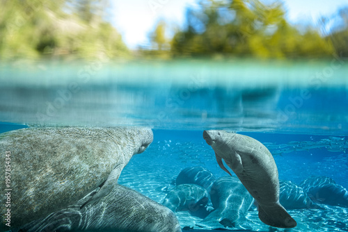 Tableau sur toile Manatees Breathing